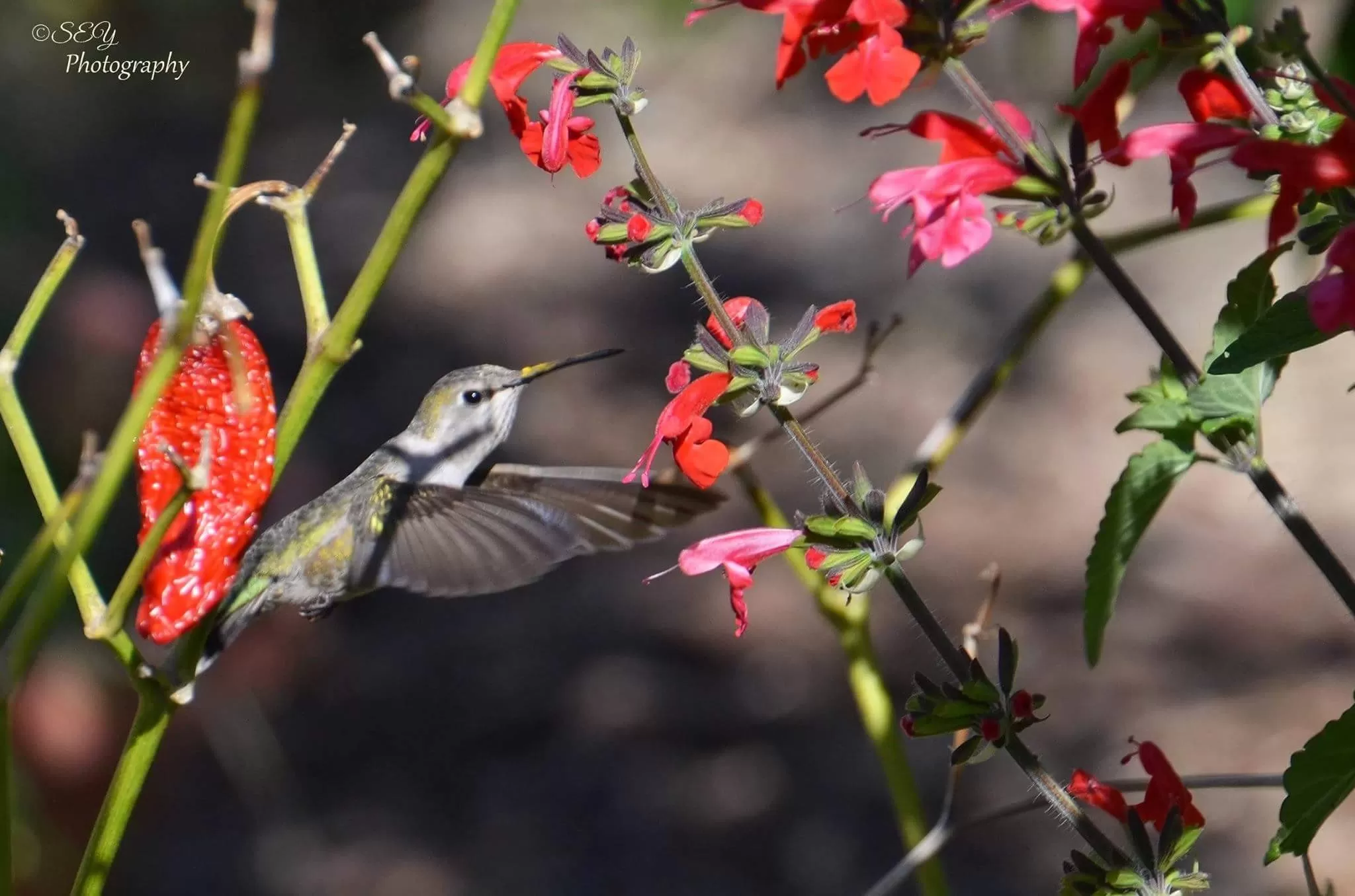 Cover Image of Sudha jain