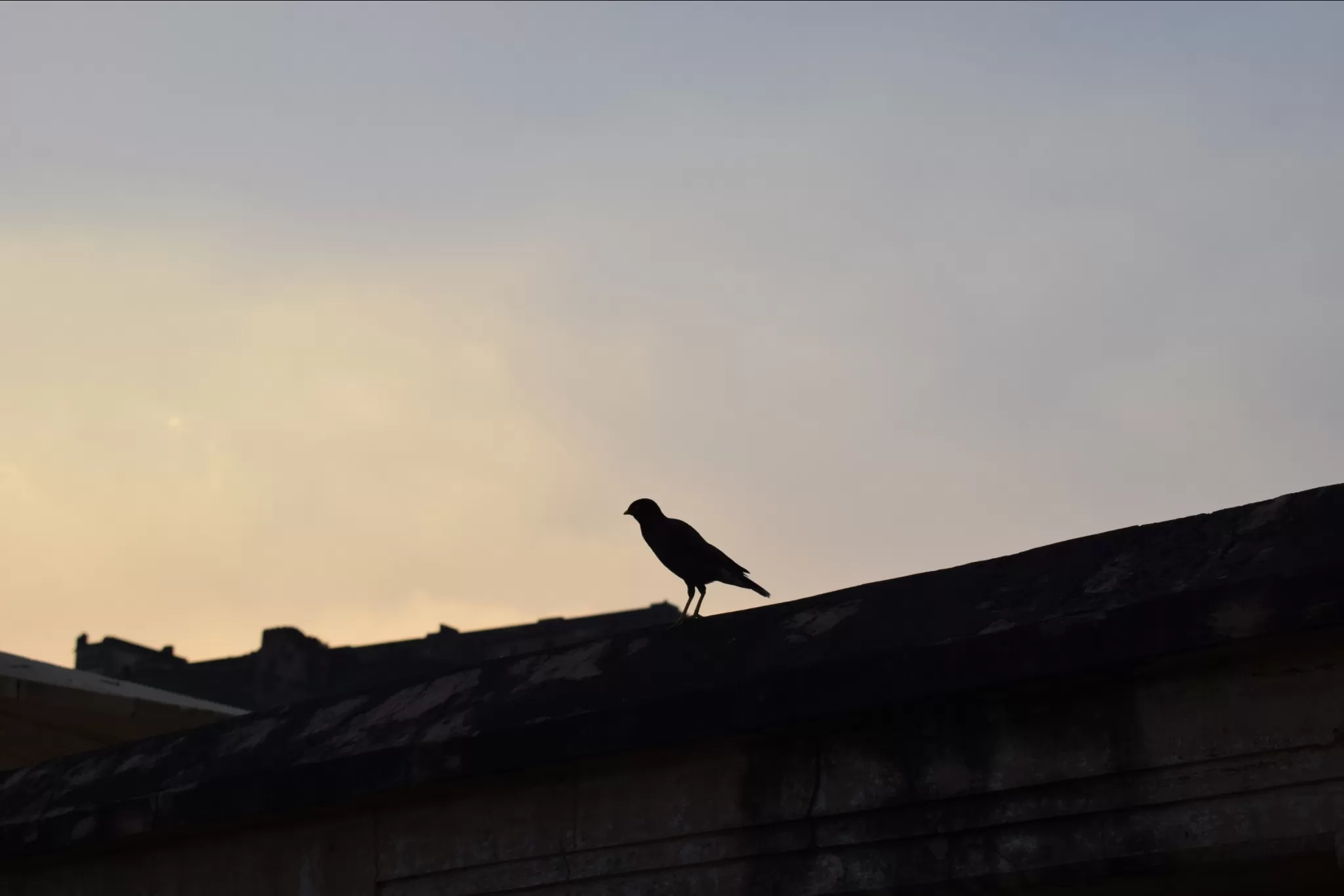 Cover Image of Vaqar Rehmani