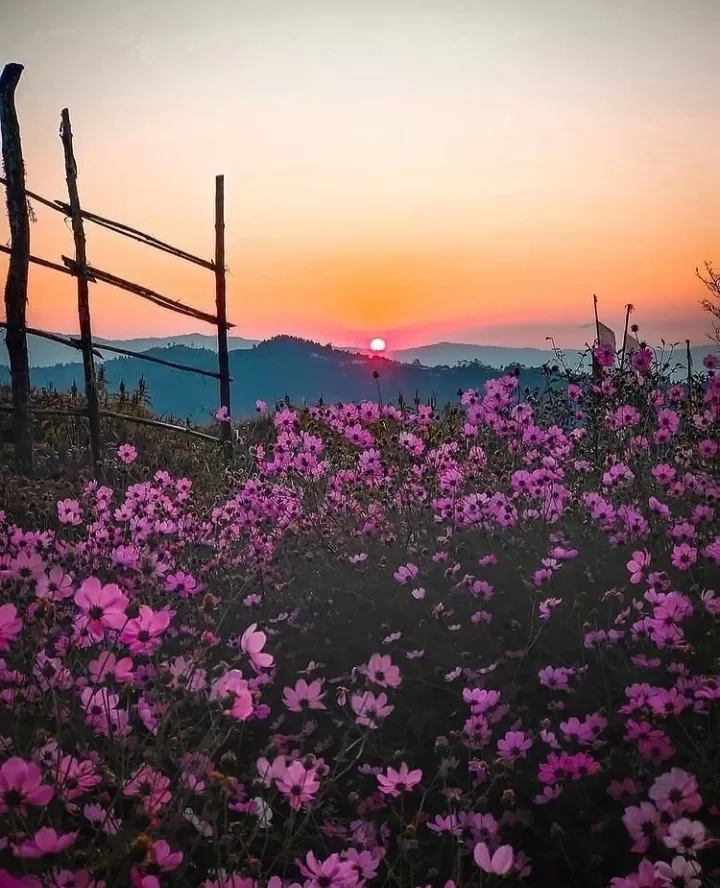 Cover Image of Priyambada