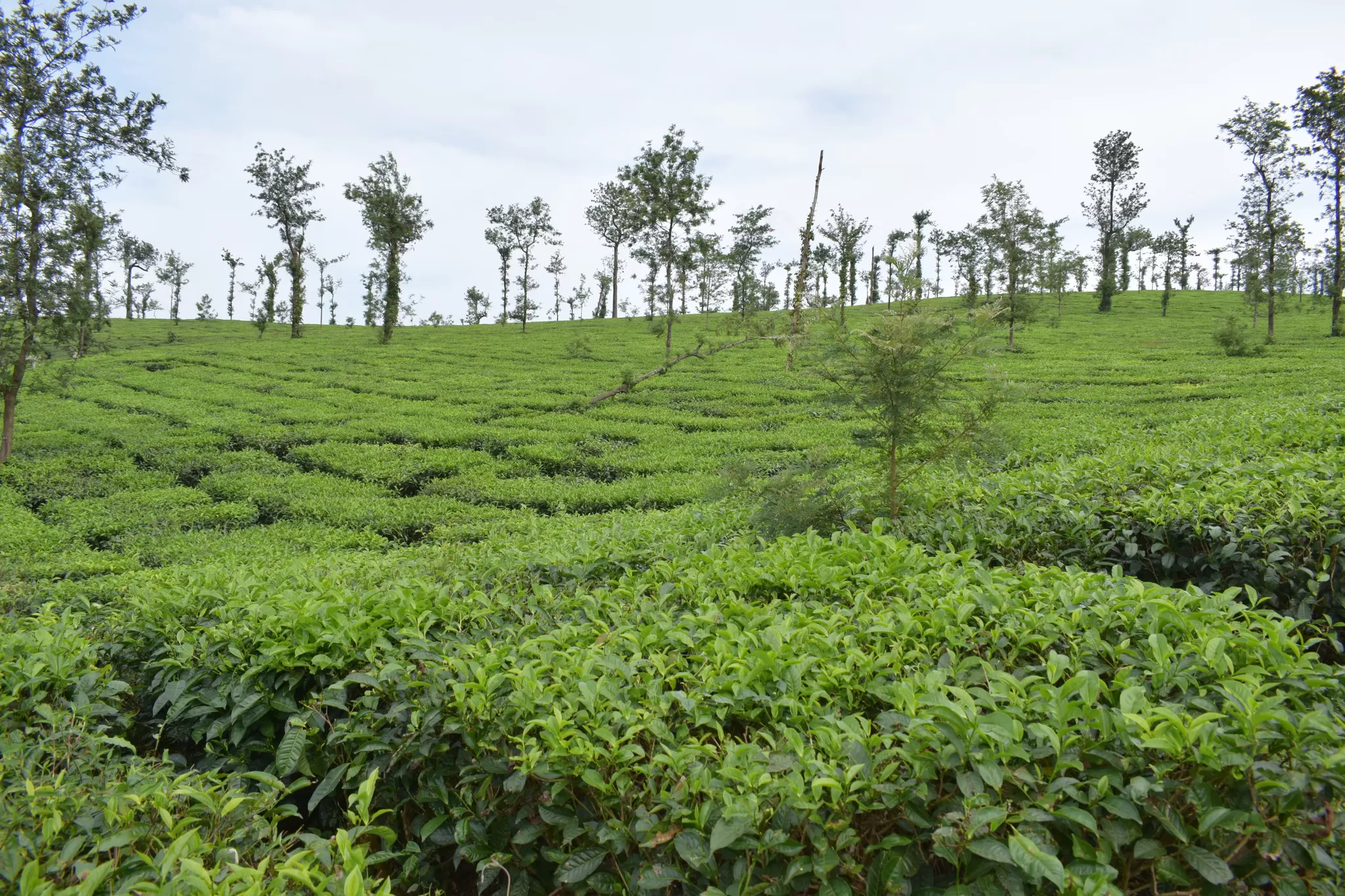 Cover Image of Naba Kumar Saha