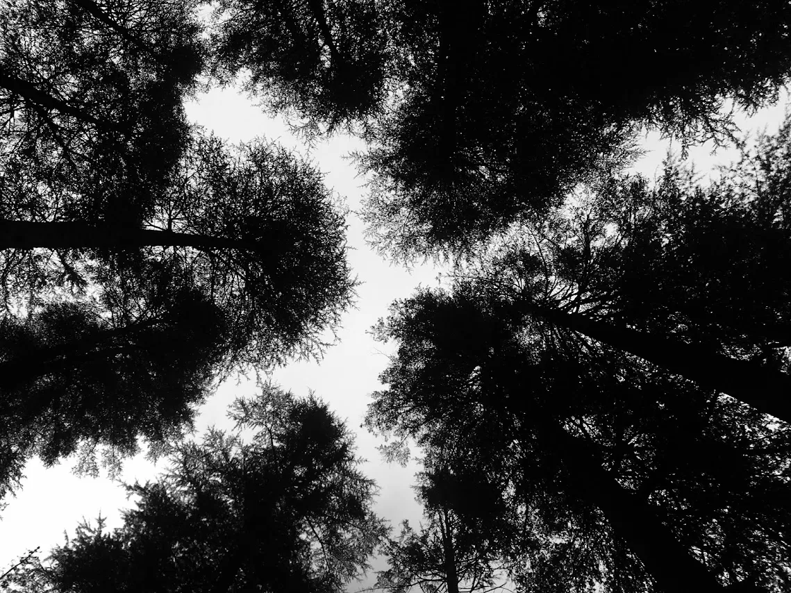 Cover Image of Rashika Pal