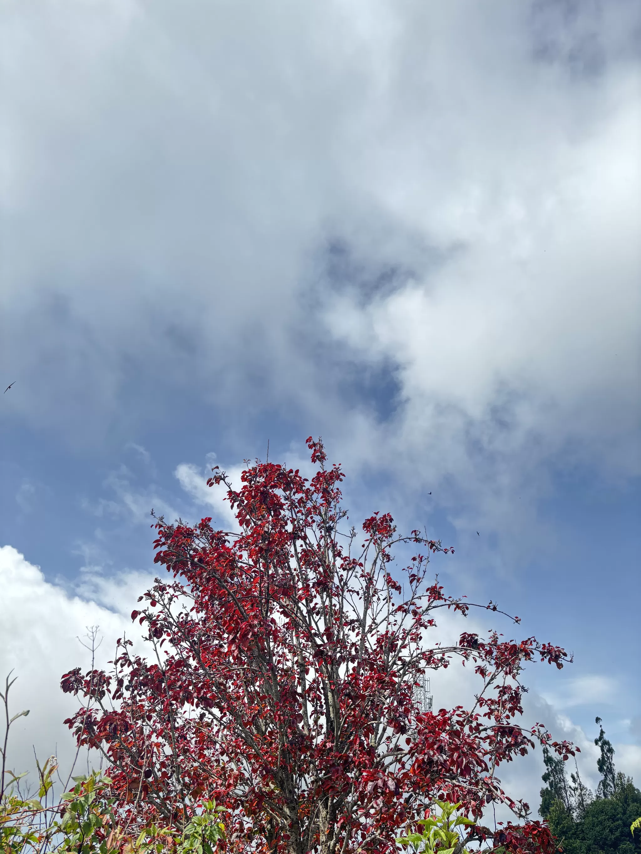 Cover Image of travellerspoint