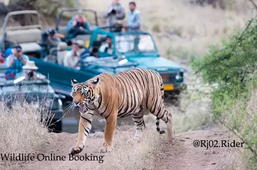 Cover Image of Wild Life Safari