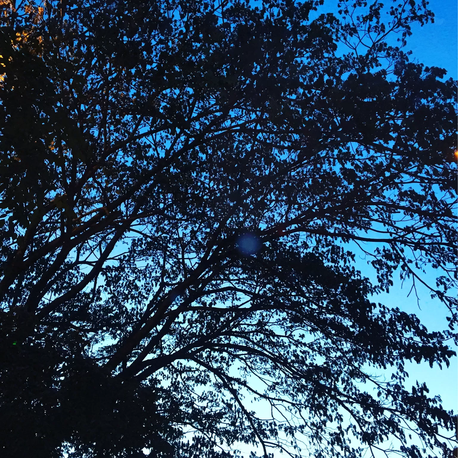 Cover Image of Saumya Mishra