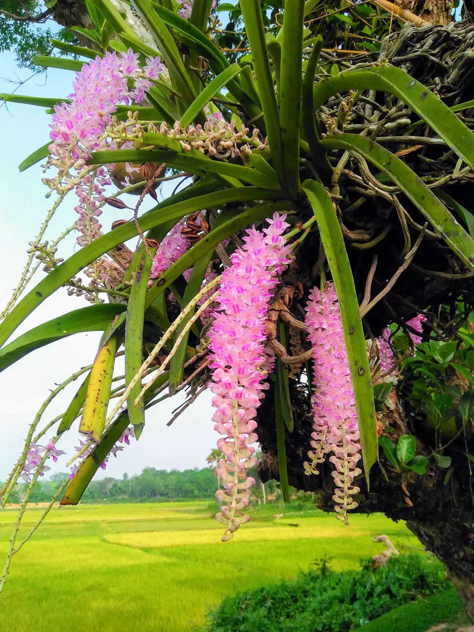 Cover Image of Bongye