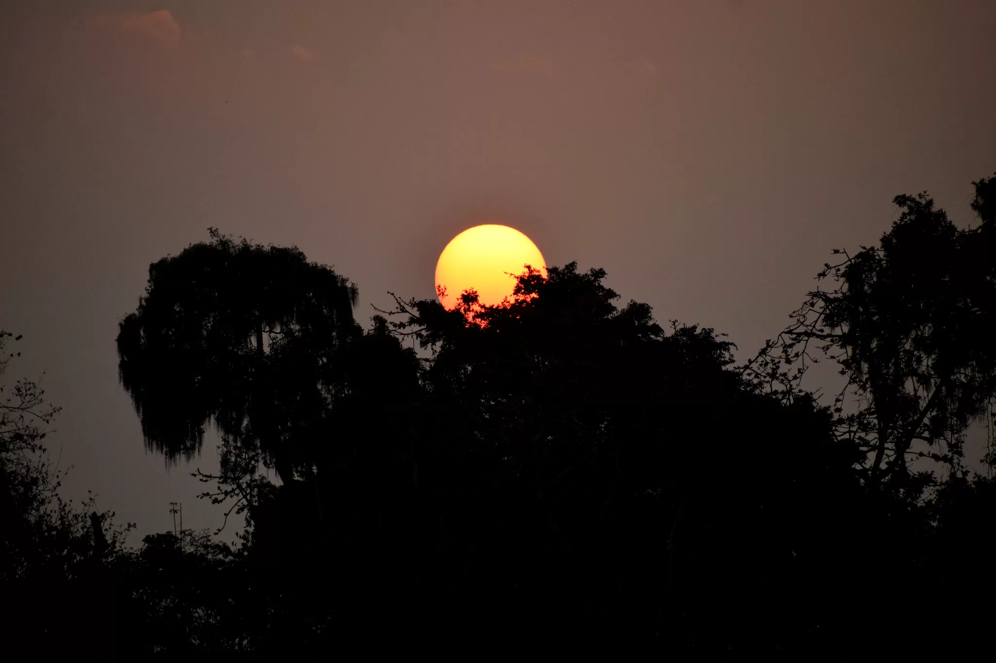 Cover Image of Pratik Das