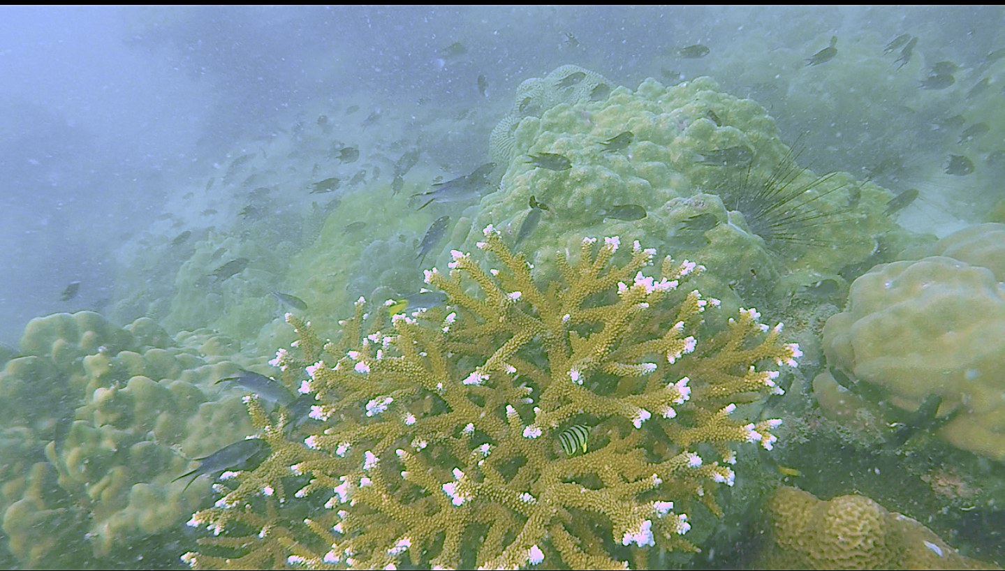 Photo of Pattaya Coral Island By Divyangana Kakade