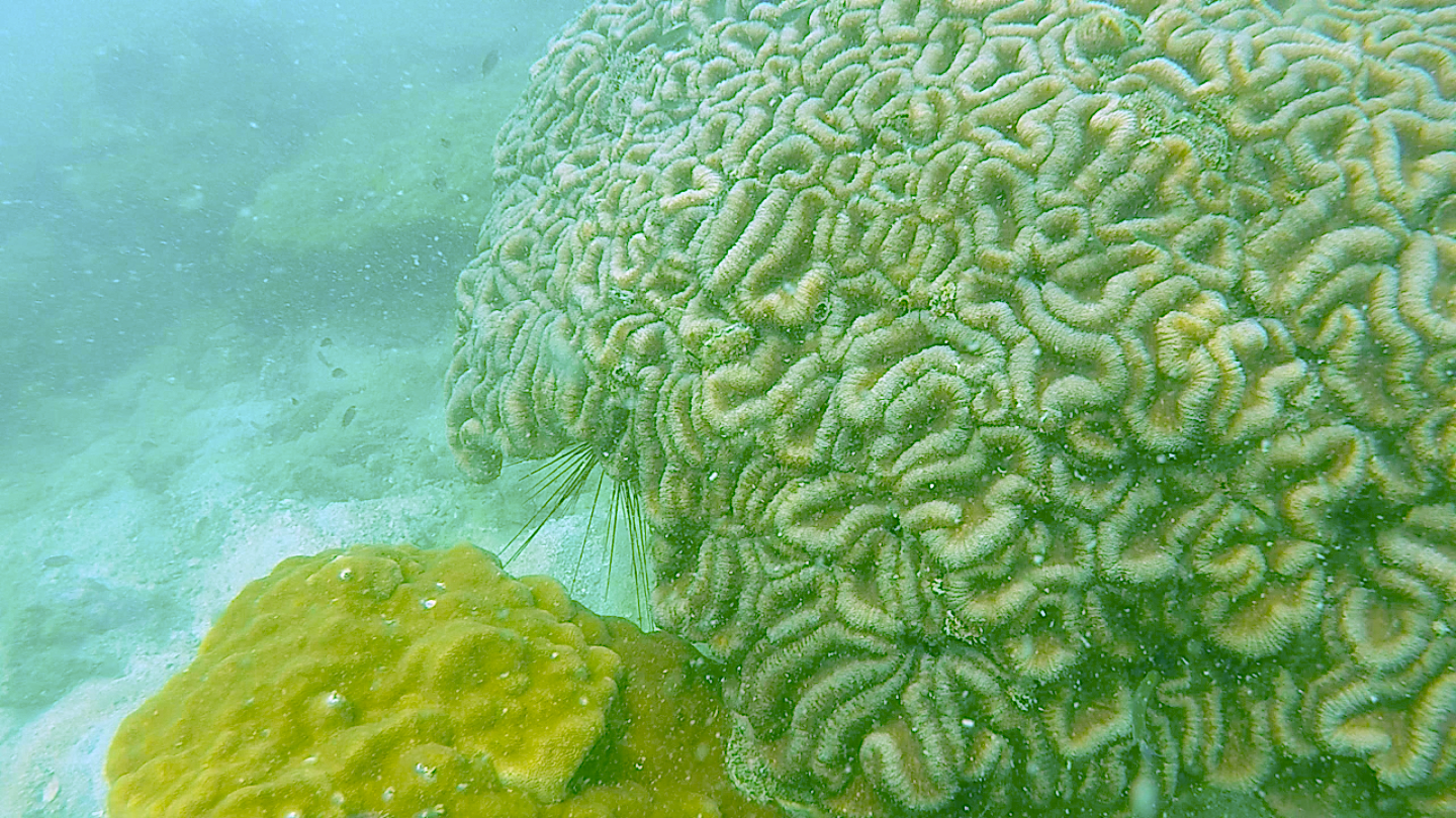 Photo of Pattaya Coral Island By Divyangana Kakade