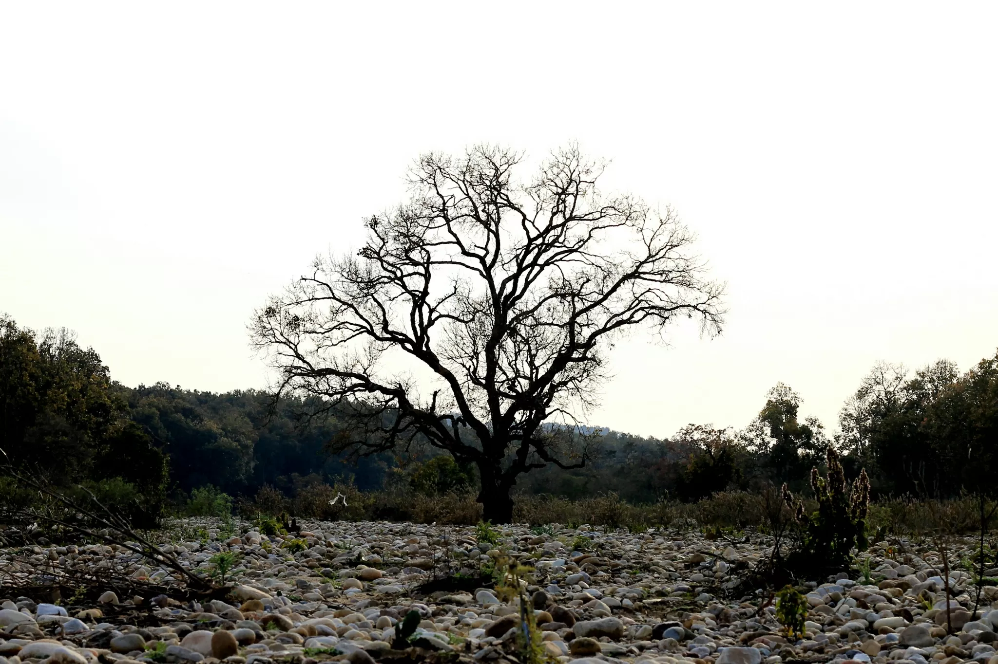 Cover Image of Sanjay Parki