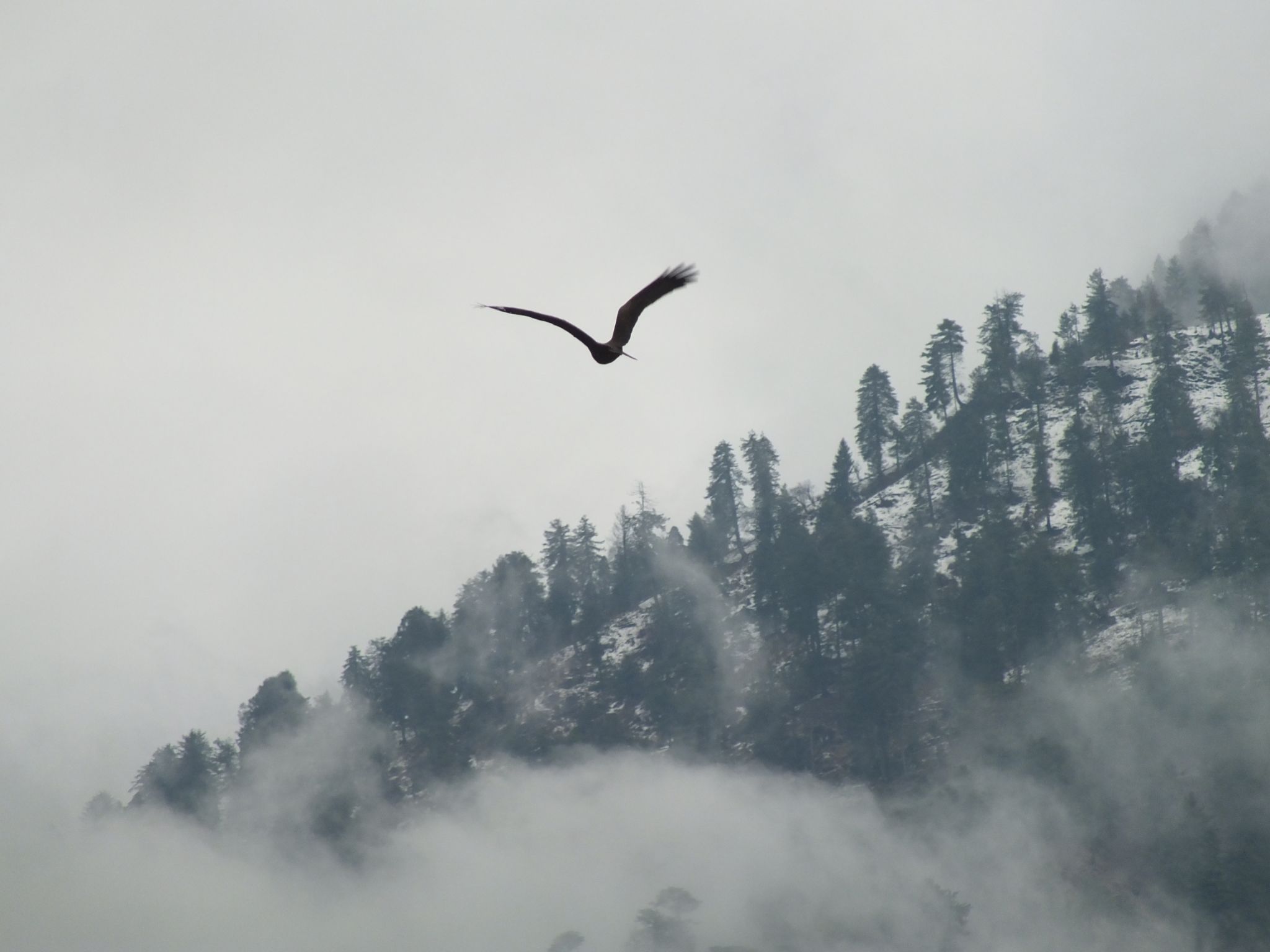 Cover Image of Shraddha Rajput