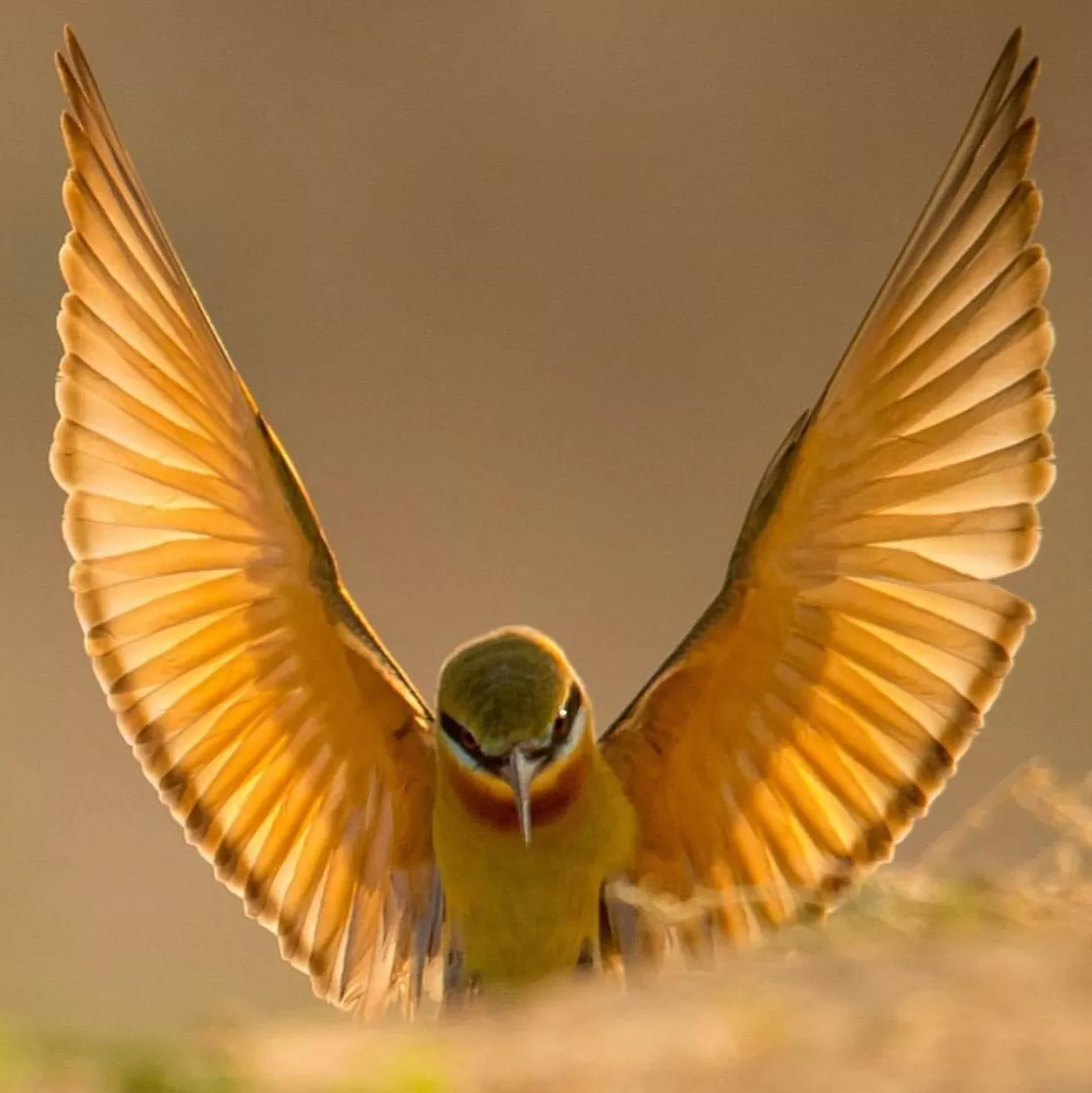 Cover Image of Akashdeep Singh