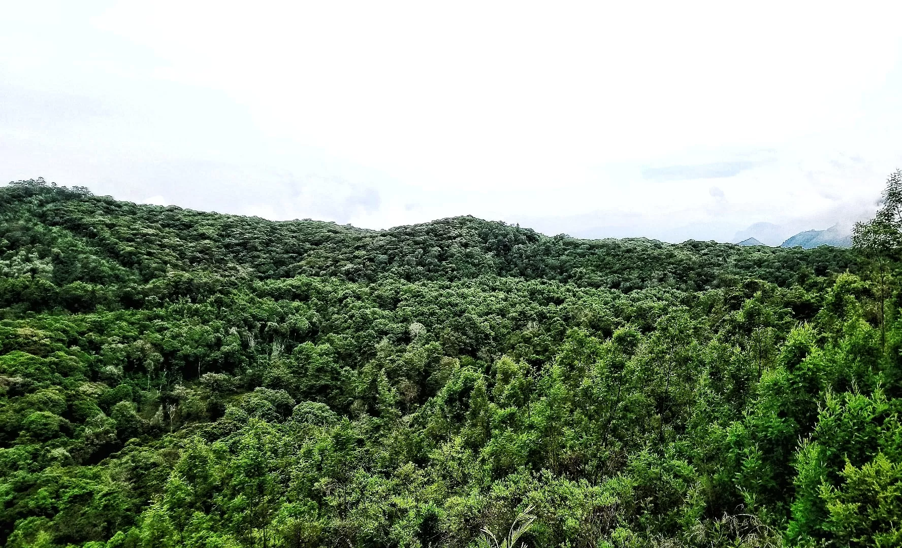 Cover Image of Lourdessequeira