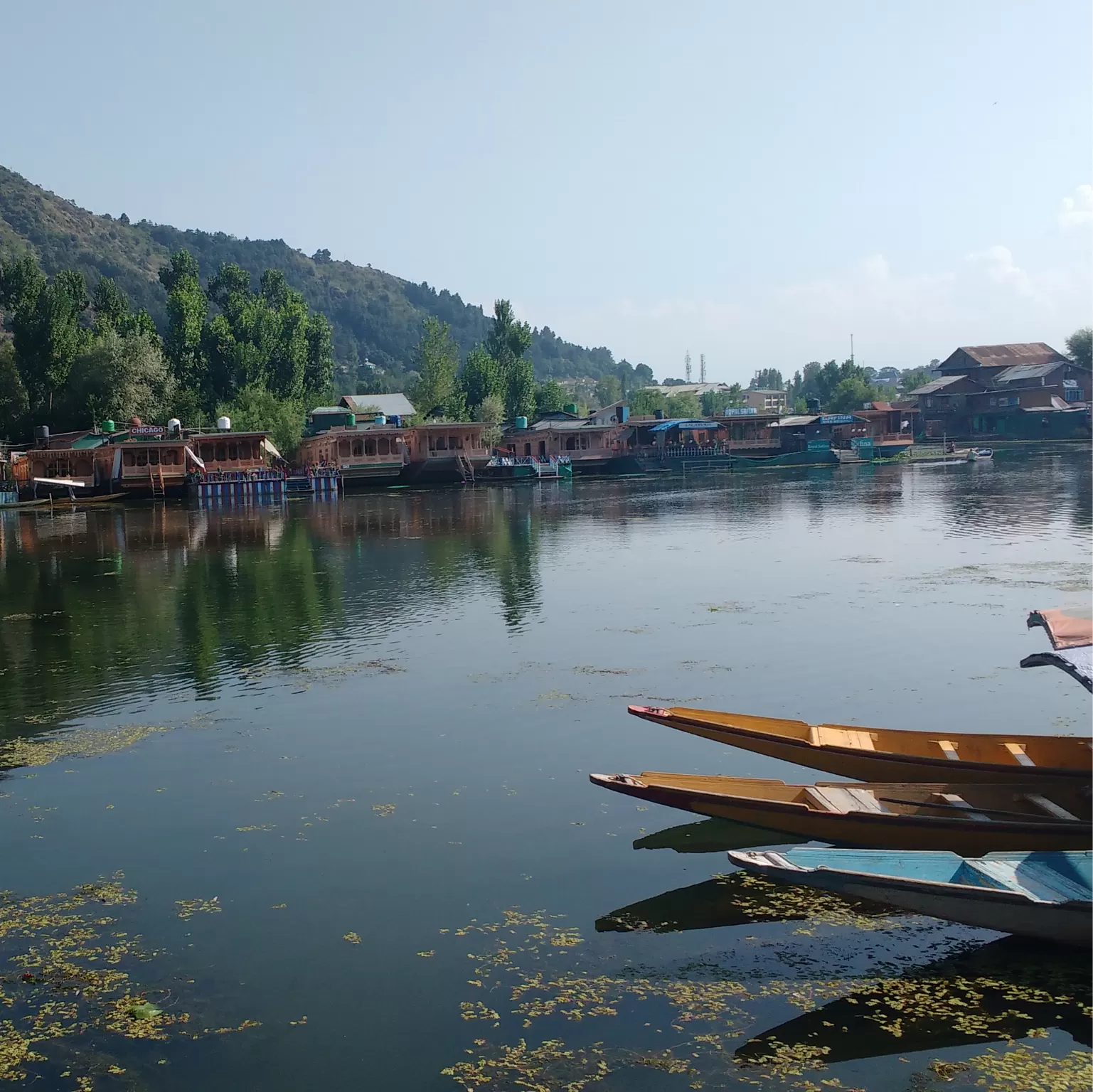 Cover Image of Ginni Joshi