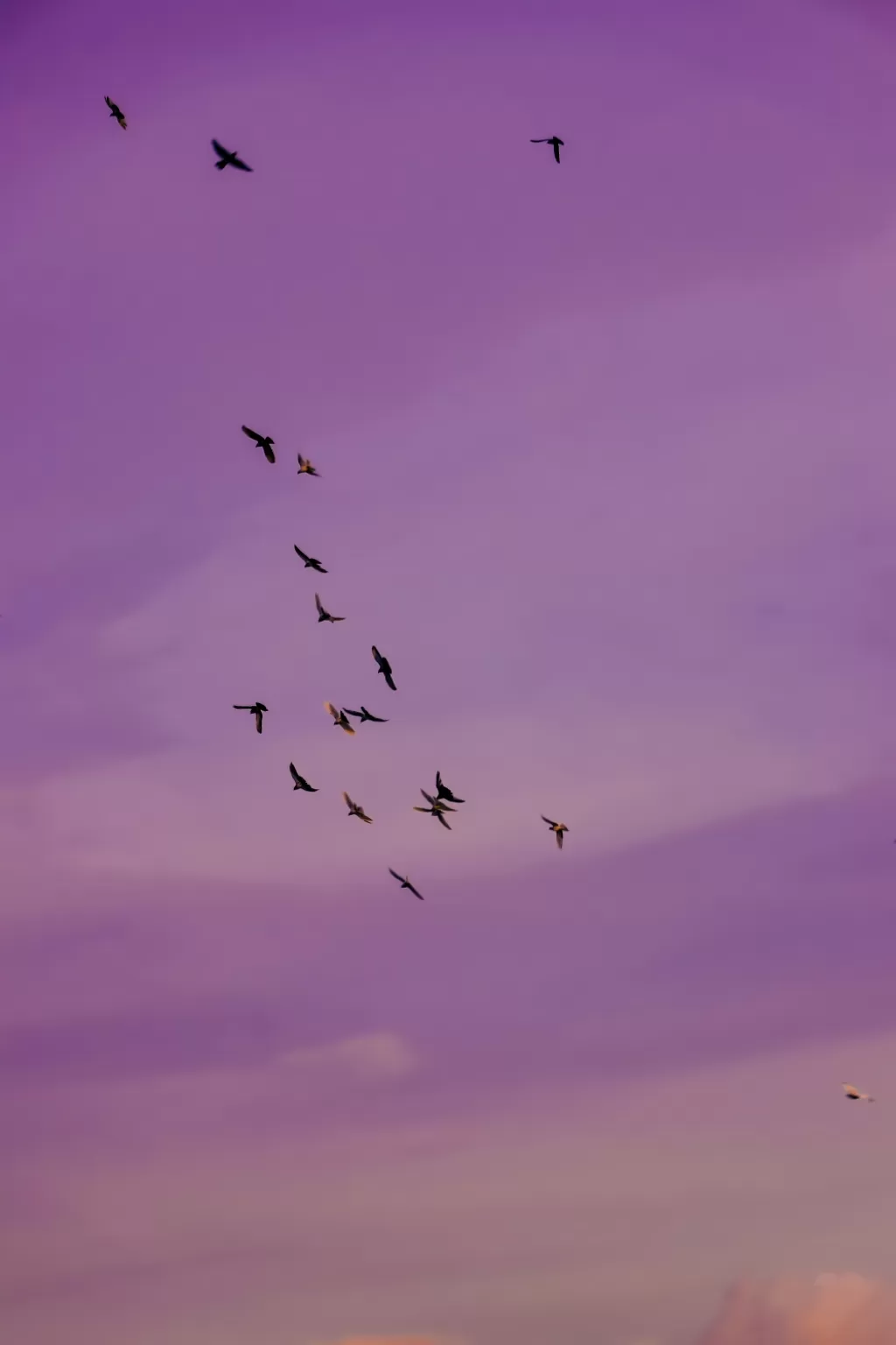 Cover Image of Indra Chatterjee