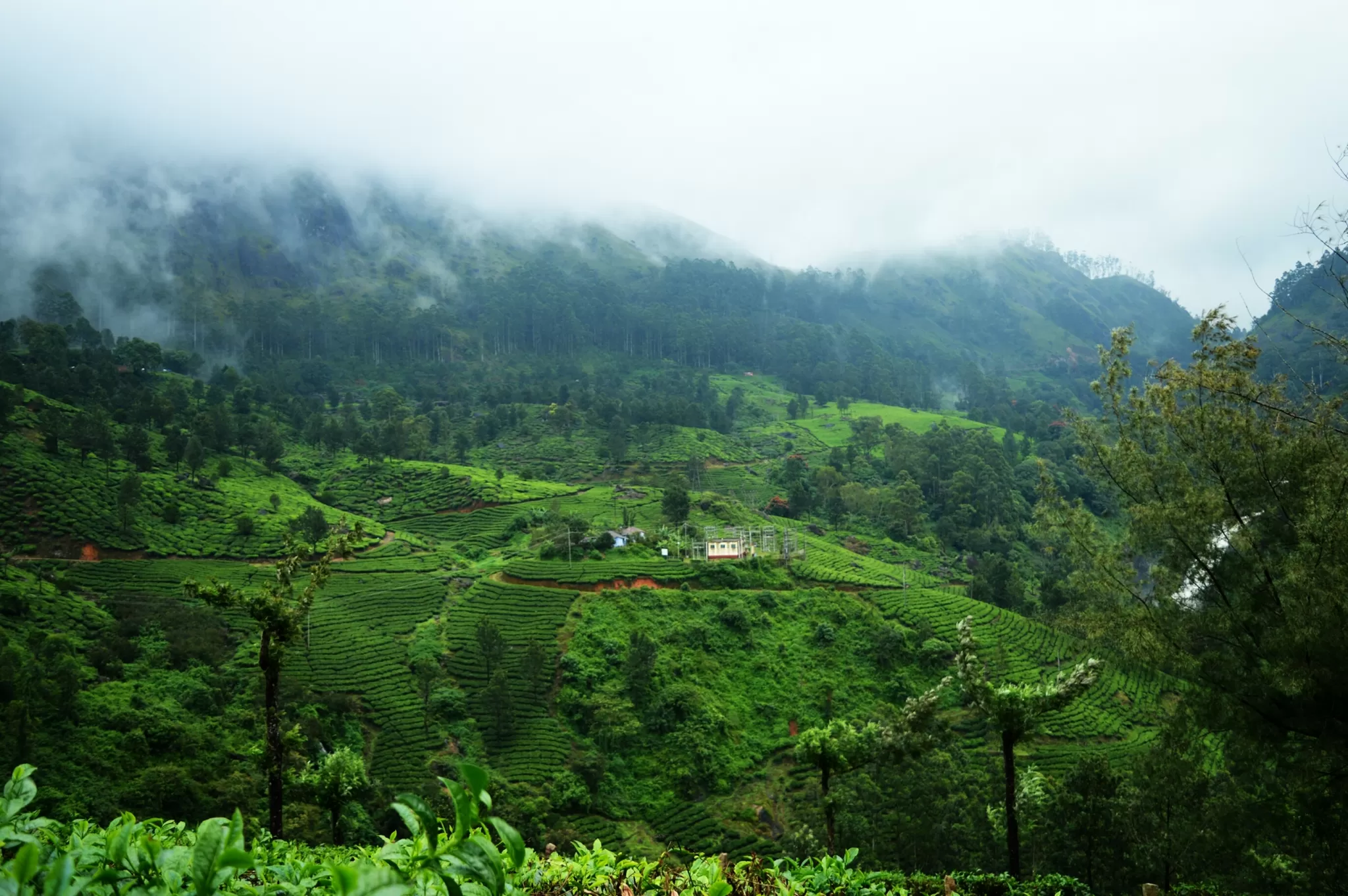 Cover Image of Aneal Kasoju