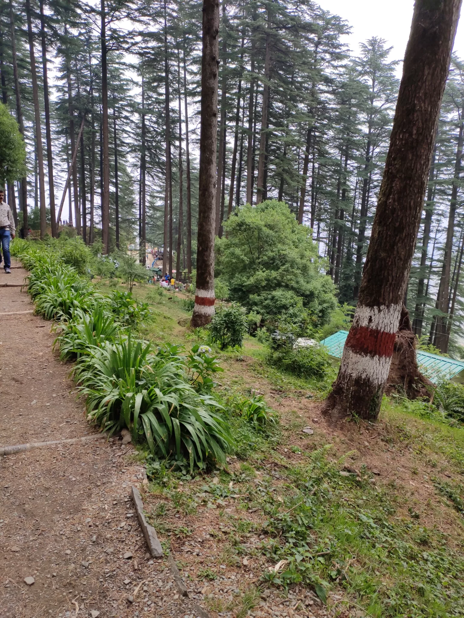 Cover Image of Anisha Kanojia