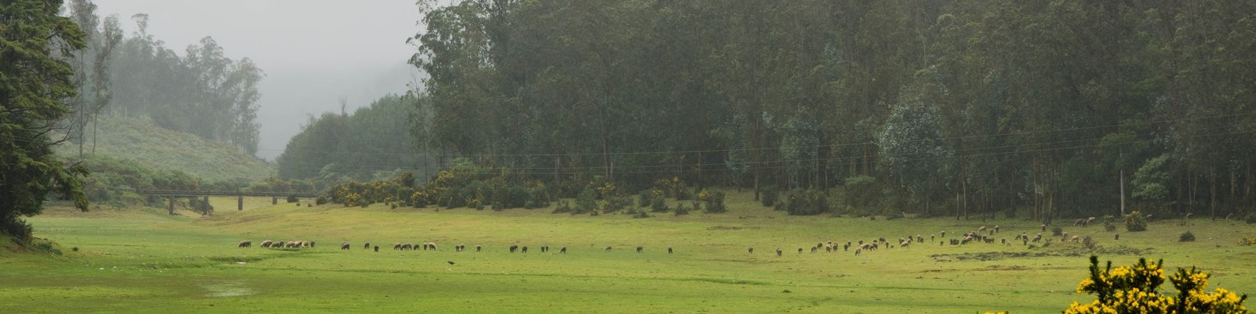 Photo of Ooty