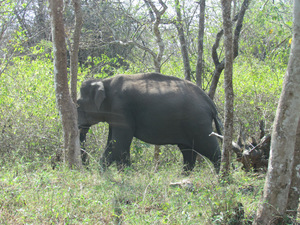 Wonderful Wayanad!