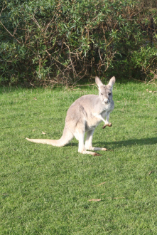 Feeding kangaroos in Melbourne