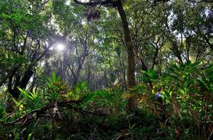 Weekend trek to Tadiyandamol, Coorg