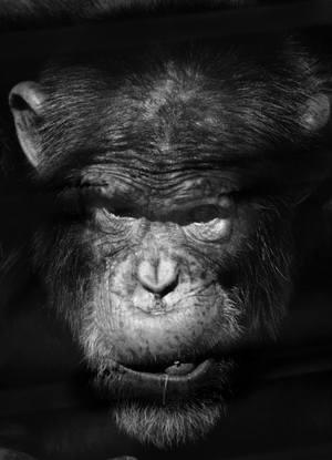 Chimp Eden - A better planet for the apes.