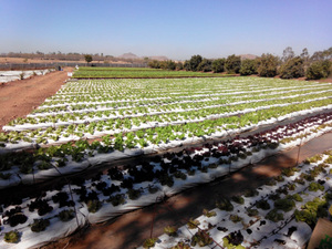 Farm Tour - What Is So Different About Green Tokri Farms?