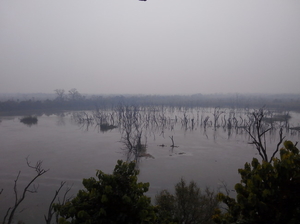 The Call of the Wild at Dudhwa National Park