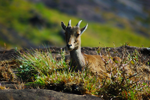 National Parks in Kerala: Everything You Need To Know About God's Own Wilderness