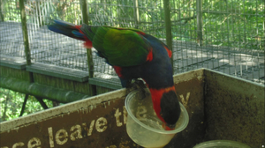 Singapore-Thailand Trip: Jurong Bird Park And Wonder Full