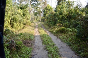 KAZIRANGA- Call Of The Wild!