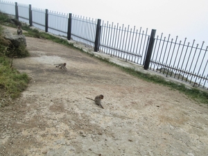 Chill Out: From Bangalore to Nandi Hills