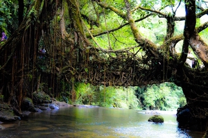 Love affair of two banyan trees: The Living Root bridge, Mawlynnong