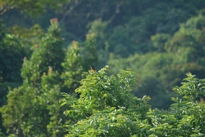 Into the Jungle - Ecoscape Devala
