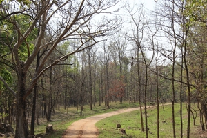 A Jungle Treat : Pench National Park