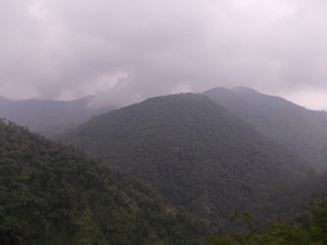 The pine forest at Dhanachuli