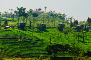 Escape Yourself Into The Greenery Of Nilgiris - Wild Planet Jungle Resort !!!