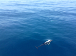 Dolphin watching off the coast of Portugal