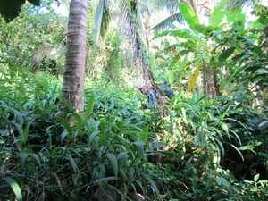 Tales of a Machete Dad: Mt. Kalisungan, Philippine