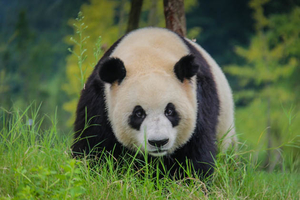 Top 5 things to do in China