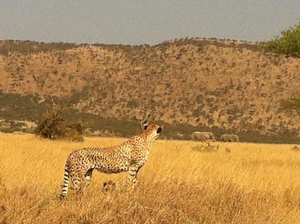 A Wildlife Safari & Luxury Accommodation: Tanzania