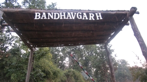 Bow Down to the King - Bandhavgarh