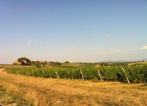 Tuscan roadtripping