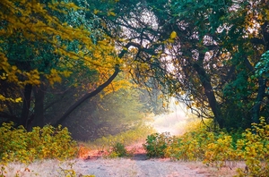 Chasing Sunsets: A Western India road-trip