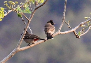 Karadi Malai Camp & Vallam Reserve Forest (Kanchipuram - Tamil Nadu)