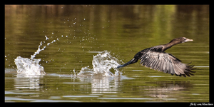 10 Bird Sanctuaries In India To Learn The Art Of Birdwatching