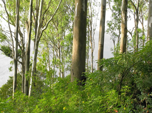 Nandi Hills in the backyard of Bangalore