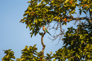 Bandhavgarh| The Tiger Territory