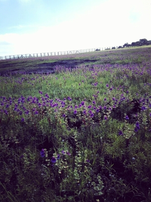 Solo journey: Mumbai – Satara – Kaas Plateau