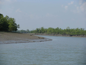 Royal Bengal Residence: The Sundarbans