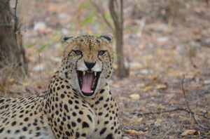 Into the Wilderness of South Africa